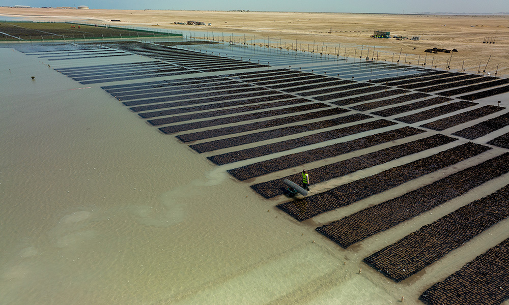 Red-Sea-Global-Nursery1_1000x600-1.jpg